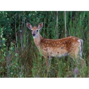  White tailed Deer, National Bison Range, Montana, USA 