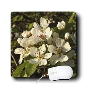    Blossom   Apple Blossom White   apple, apple tree, apples, blossom 