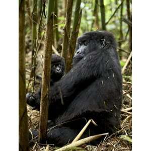  Mountain Gorilla Mother Holding Infant Facing Her, Rwanda 