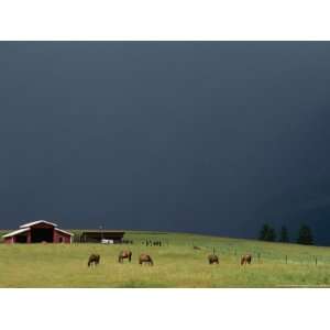  An Ominous Sky over Horses Grazing on a Flathead Valley 
