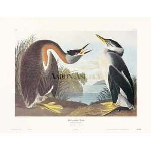  Red Necked Grebe by John James Audubon. Size 24.00 X 17.00 