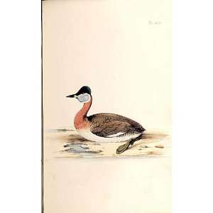  Red Necked Grebe Meyer H/C Birds 1842 50