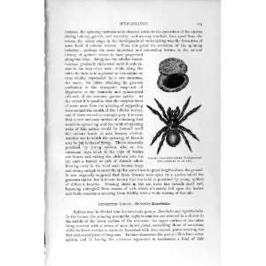  JAMAICA TRAP DOOR SPIDER NEST NATURAL HISTORY 1896