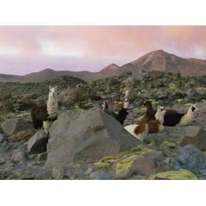  Llamas at Rest in a Rocky Landscape under a Pink Twilit 