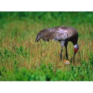 Sandhill Crane with Chick, Myakka River State Park, Florida, USA 