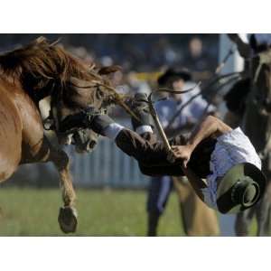  Uruguayan Gaucho, or Cowboy, Falls from a Horse During a 