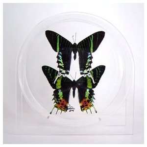  Real Butterflies / Moths   Urania Riphaeus / Urania Leilus 