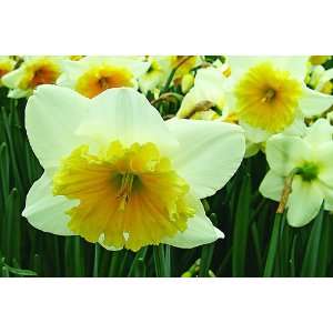  Daffodil Slim Whitman Flower Bulbs   6 Bulbs Patio 