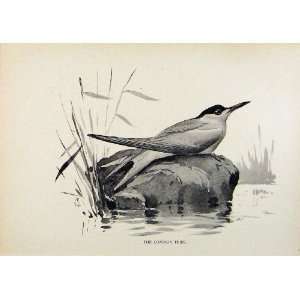   Birds Useful And Harmful Common Tern By Csorgey C1909