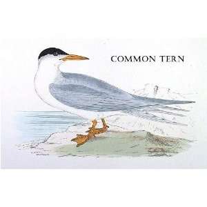  Birds Common Tern Sheet of 21 Personalised Glossy Stickers 