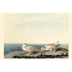  Piping Plover Poster