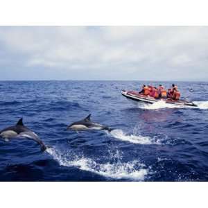  Short Beaked Common Dolphins, Porpoising Azores, Port 