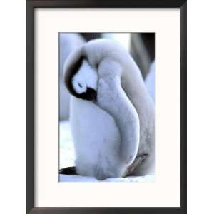  Emperor Penguins, Atka Bay, Weddell Sea, Antarctic 