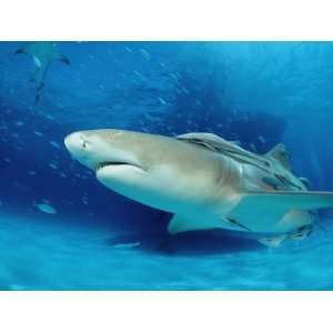 Shark, Negaprion Brevirostris, Bahamas, Grand Bahama Island, Atlantic 