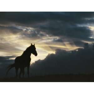  A Wild Horse is Silhouetted by the Setting Sun under 