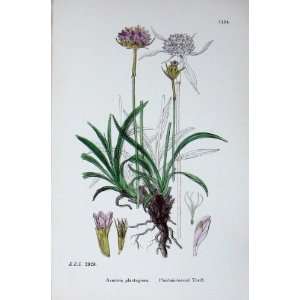 Botany Plants C1902 Plantain Leaved Thrift Flowers 