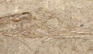   heinrichi   BEAUTIFUL   RARE   museum quality fossil fish  