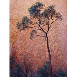  Desert Bloodwood Tree against the Red Sanstone of Uluru, Ayres Rock 