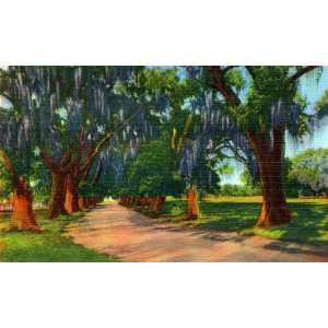 Audubon Park Lovers Lane, New Orleans   Fine Art Gicl??e Photographic 