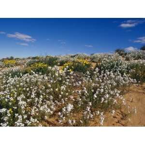  Riot of Wild Stock Flowers and Annual Yellowtops on a Sand 