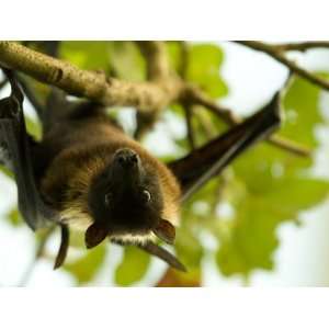  Indian Flying Fox from the Sedgwick County Zoo, Kansas 