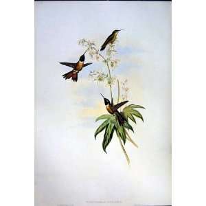  1990 Hummingbirds Thaumastura Elisae Calothorax Gould 