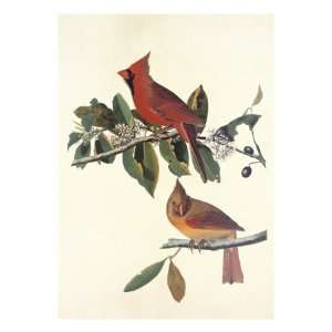  Cardinal Grosbeak Giclee Poster Print by John James 