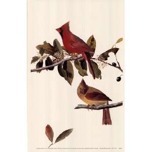  Northern Cardinal   Poster by John James Audubon (11x17 