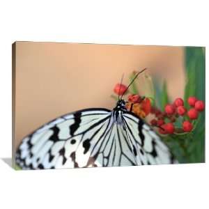 White Butterfly   Gallery Wrapped Canvas   Museum Quality  Size 48 x 
