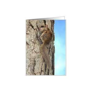  Baby Gray Squirrel Nature Note Card Card Health 