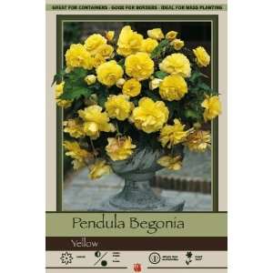   Pendula Hanging Begonia Tuber   7cm Size Tuber Patio, Lawn & Garden