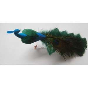 peacock bird on clip 11