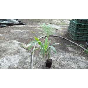   Christmas Palm Adonidia Tree Seedling Plant Live Patio, Lawn & Garden