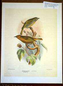 Frohawk Loxops Aurea Hawaiian Bird Print  