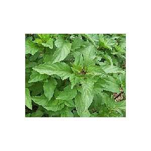   Certified Organic Cinnamon Basil Seeds 80 Seeds Patio, Lawn & Garden