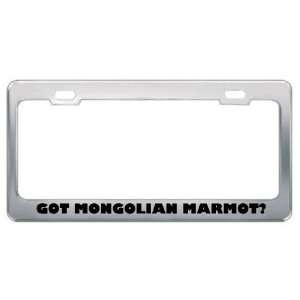 Got Mongolian Marmot? Animals Pets Metal License Plate Frame Holder 