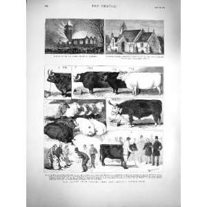  1877 Cattle Show Scotch Highland Breed Sheep Pigs