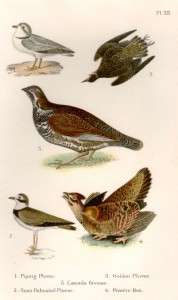 Nuttalls Bird Chromolithograph  1897  PLOVER & GROUSE  