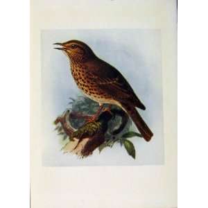  Birds Of Britain By Dresser Song Thrush Color C1907 Art 