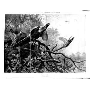  1900 Archibald Thorburn Flushed Grouse Birds Hunting Trees 