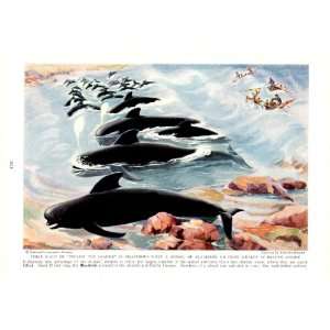  1940 School of Blackfish or Pilot Whales Driven Ashore 