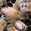 BEEKEEPING HOW TO DVD & MANUAL QUEEN REARING TRAINING  