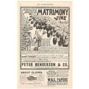   Matrimony Vine Peter Henderson Co Print Ad (49428)