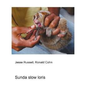 Sunda slow loris Ronald Cohn Jesse Russell Books