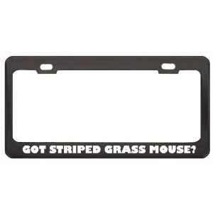 Got Striped Grass Mouse? Animals Pets Black Metal License Plate Frame 