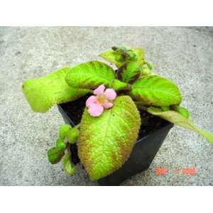  Episcia Green Lady Patio, Lawn & Garden