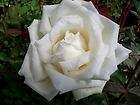 Ducher Pure White China Rose Bush Plant EarthKind Roses  
