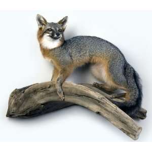  Gray Fox Standing on Driftwood Taxidermy Mount Everything 