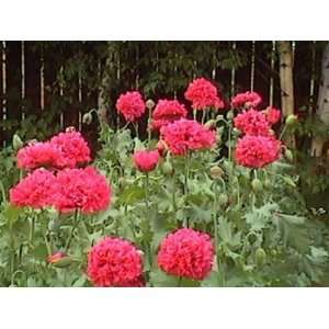  Poppy Bombast Red Peony  25 Seeds Patio, Lawn & Garden