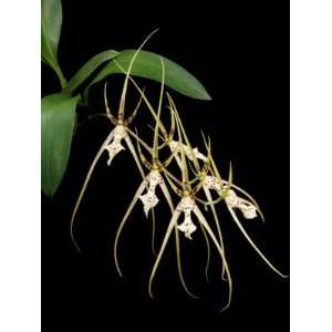 Brassia Rising Star Orchid Man AM/AOS Grocery & Gourmet Food
